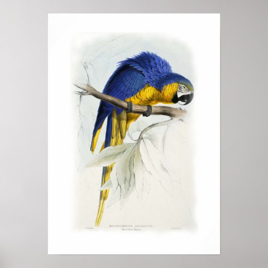 Blue and yellow macaw poster (Vorne)