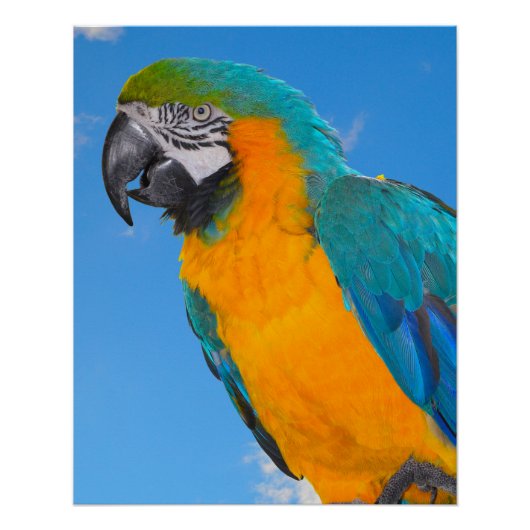 Blue and yellow macaw poster (Vorderseite)