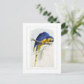 Blue and yellow macaw postkarte (Stehend Vorderseite)