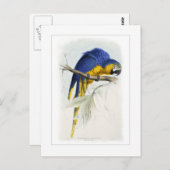 Blue and yellow macaw postkarte (Vorne/Hinten)