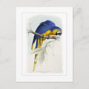 Blue and yellow macaw postkarte