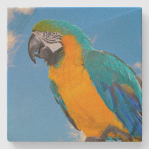 Blue and yellow macaw steinuntersetzer