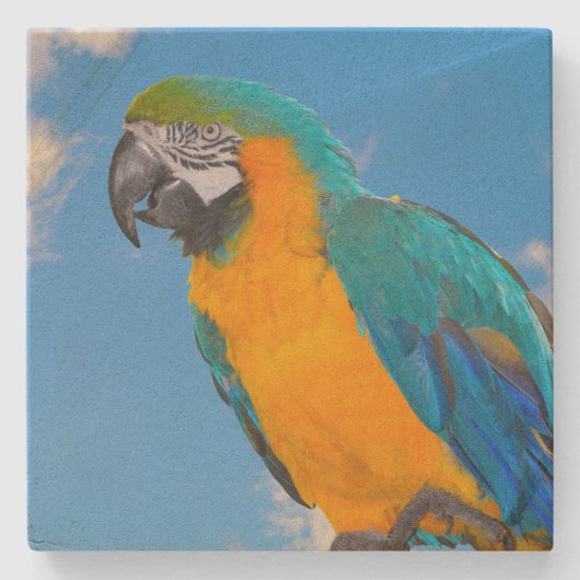 Blue and yellow macaw steinuntersetzer (Vorderseite)