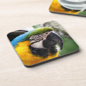 Blue and yellow macaw untersetzer (Linke Seite)