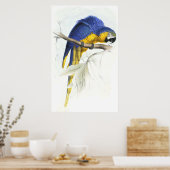 Blue and Yellow Maccaw von Edward Lear Poster (Küche)