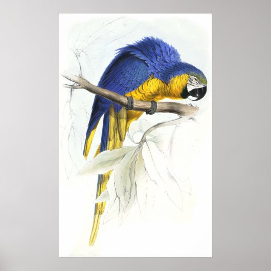 Blue and Yellow Maccaw von Edward Lear Poster (Vorne)