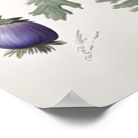 Blue Anemone Blume Art Print Poster (Ecke)