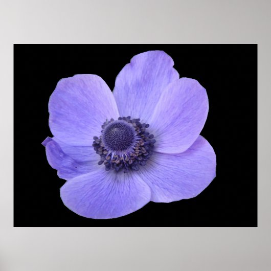 Blue Anemone Poster (Vorne)