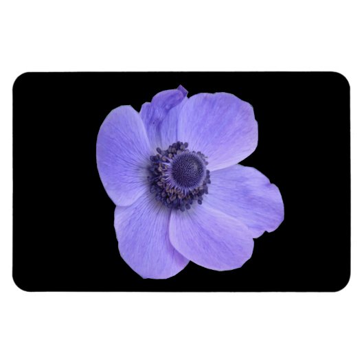 Blue Anemone Premium Magnet (Horizontal)
