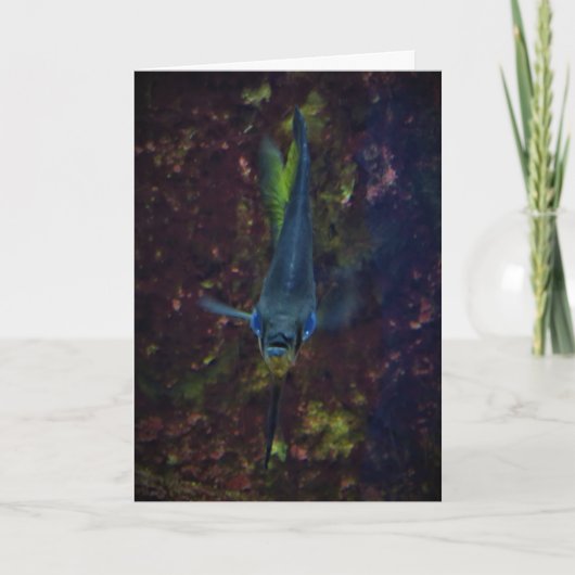 "Blue Angelfish" Get Well Card Karte (Vorderseite)