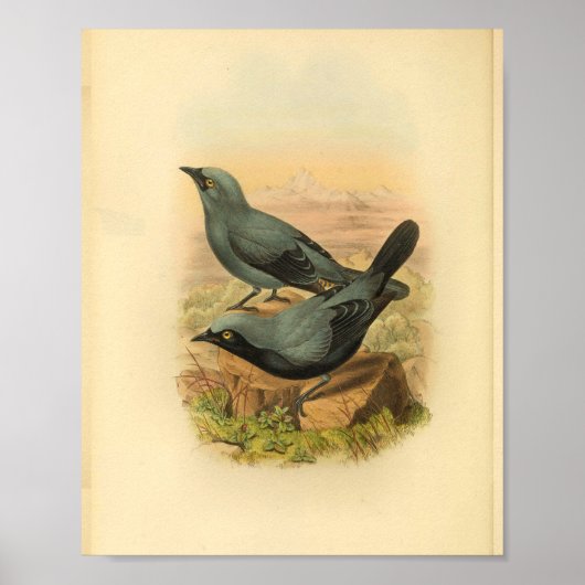 Blue Arfak Cuckoo Shrike Bird Vintag Print Poster (Vorne)