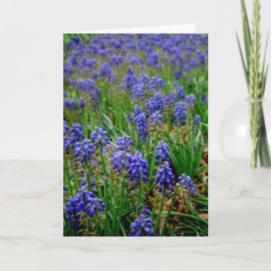 Blue Armenian Hyacinth Notecard Karte (Vorderseite)