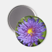 Blue Aster Magnet (Vorderseite/Rückseite)