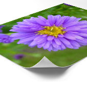 Blue Aster Poster (Ecke)