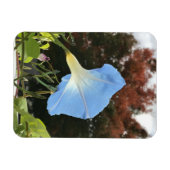 Blue Autumn Morning Glory  Magnet (Horizontal)