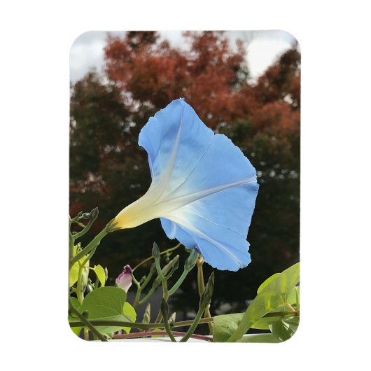 Blue Autumn Morning Glory  Magnet (Vertikal)