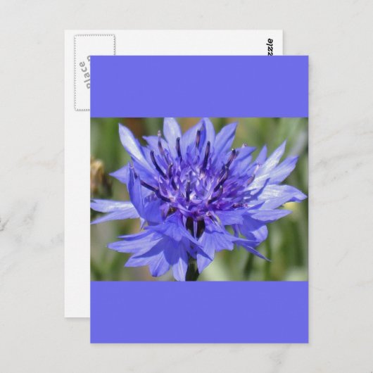 Blue Bachelor Button-Blume Postkarte (Vorne/Hinten)