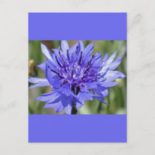 Blue Bachelor Button-Blume Postkarte