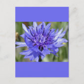 Blue Bachelor Button-Blume Postkarte (Vorderseite)