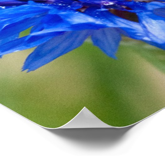 Blue Bachelor Button Poster (Ecke)