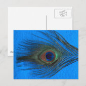 Blue Background Peacock Feather Postkarte (Vorne/Hinten)