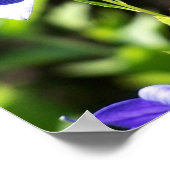 Blue Balloon Blume in Sunlight Poster (Ecke)