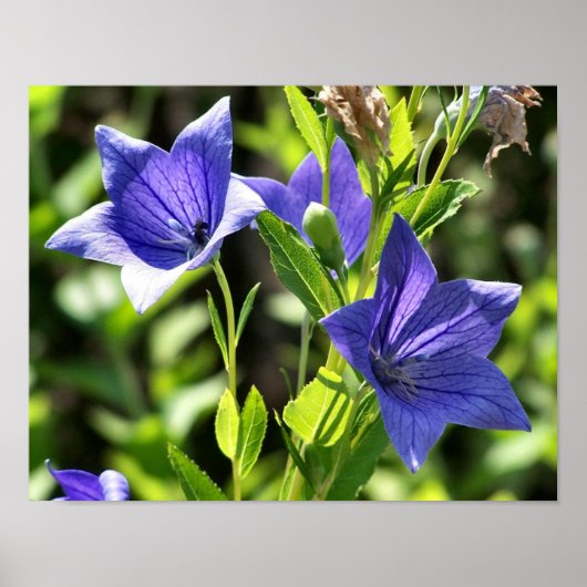 Blue Balloon Blume in Sunlight Poster (Vorne)