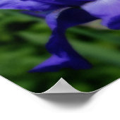 Blue Barti Blume Poster (Ecke)