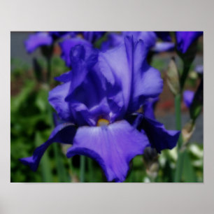 Blue Barti Blume Poster