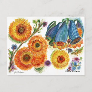Blue Bell Zinnia Blume Postkarte