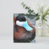 Blue Billed Duck Postcards Postkarte (Stehend Vorderseite)