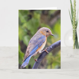 Blue Bird Blank Note Card Karte