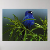 Blue Bird Foto Nature Wall Poster (Vorne)