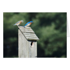 Blue Bird House, Card