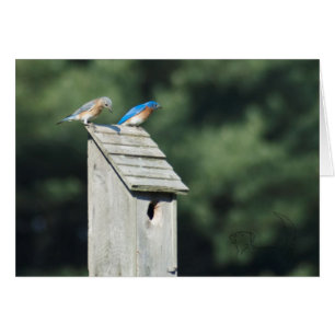 Blue Bird House, Card