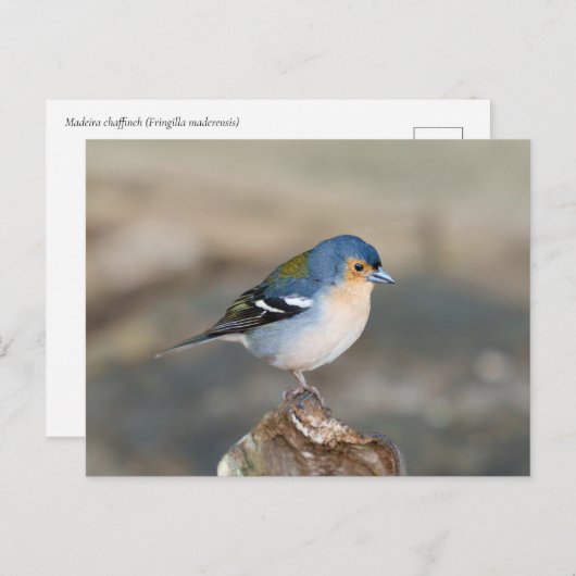Blue bird Madeira Chaffinch (Fringilla maderensis) Postkarte (Vorne/Hinten)