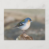 Blue bird Madeira Chaffinch (Fringilla maderensis) Postkarte (Vorderseite)
