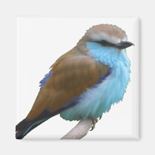 BLUE BIRD MAGNET (Vorne)