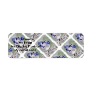 BLUE BIRD OF PARADISIS RÜCKSENDEADRESSE