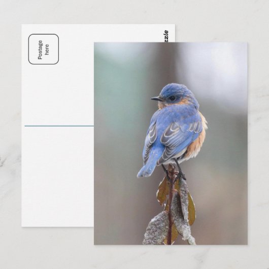 Blue Bird Postcard Postkarte (Vorne/Hinten)