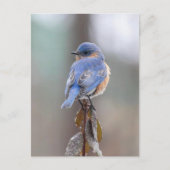 Blue Bird Postcard Postkarte (Vorderseite)