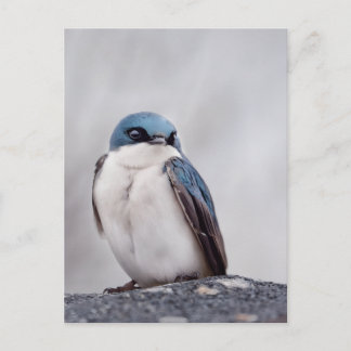 Blue Bird Postkarte