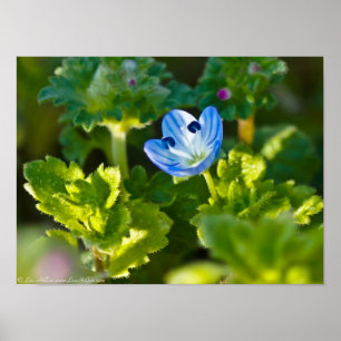 Blue Birds Eye Speedwell Wildblume Poster