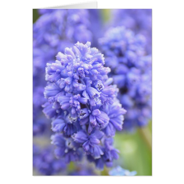 Blue Blue Blue Bells (Vorne)