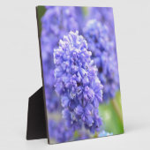 Blue Blue Blue Bells Fotoplatte (Seite)