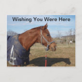 Blue Blue Sea - Sie hätten gerne hier gewesen Postkarte (Vorderseite)