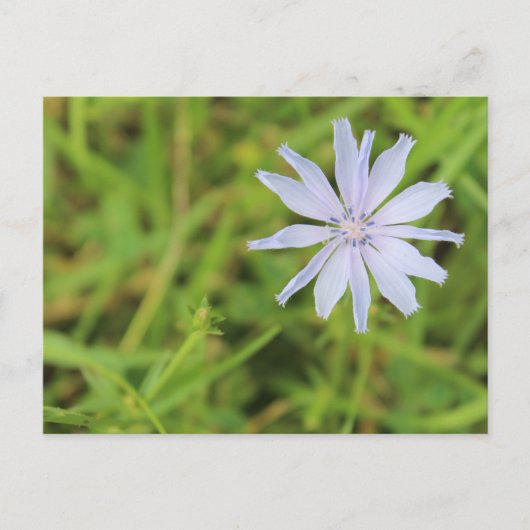 Blue Blume #3 Postkarte (Vorderseite)