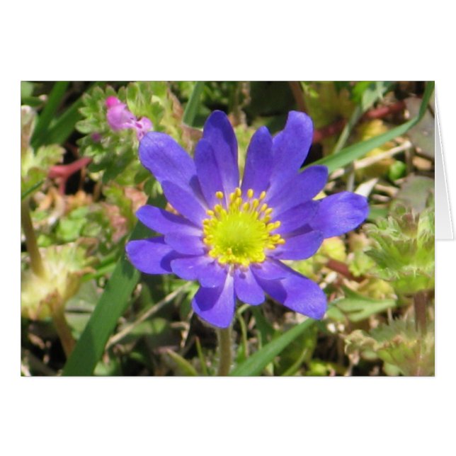 Blue Blume Card (Vorderseite (Horizontal))