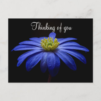 Blue Blume Postcard Postkarte