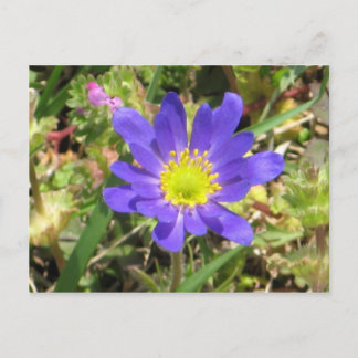 Blue Blume Postcard Postkarte